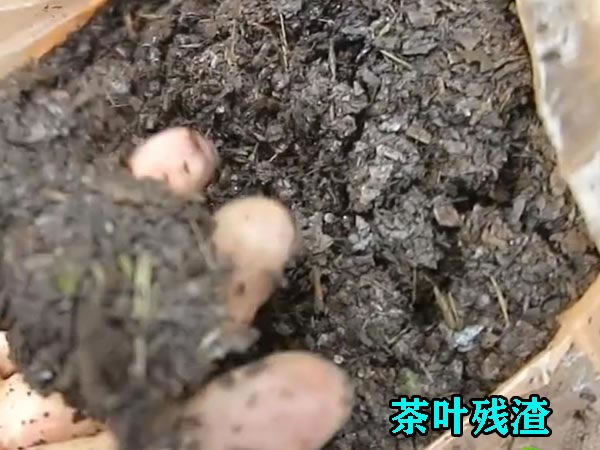 茶葉渣壓榨機(jī)使用優(yōu)(yōu)勢(shì) 茶葉渣壓榨機(jī)使用優(yōu)(yōu)勢(shì)